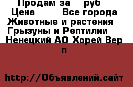 Продам за 50 руб. › Цена ­ 50 - Все города Животные и растения » Грызуны и Рептилии   . Ненецкий АО,Хорей-Вер п.